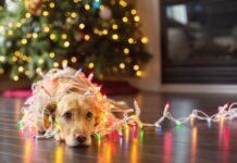 8 Ways To Keep Your Furry Friends Safe From Electrical Hazards Furry Friends Safe From Electrical Hazards