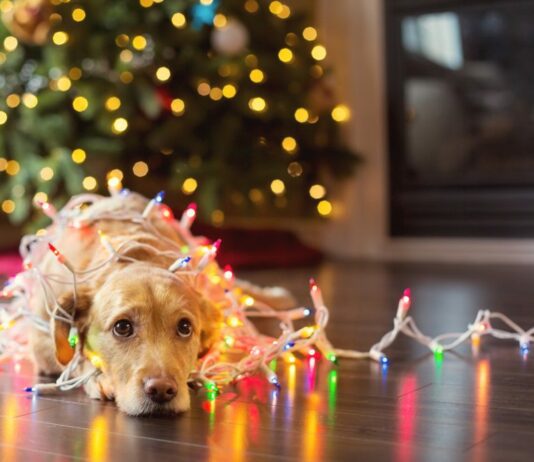Furry Friends Safe From Electrical Hazards